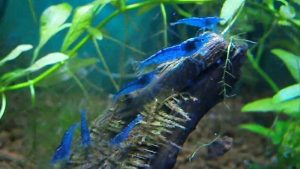 Neocaridina cf. davidi - Blue Dream