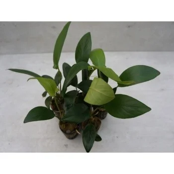 Anubias hastifolia