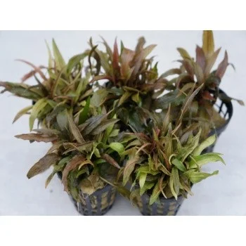 Cryptocoryne legroi